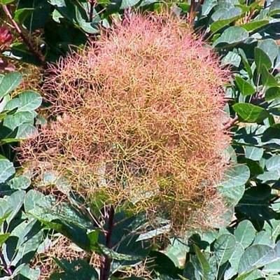 COTINUS COGGYGRIA